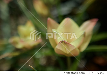 The wild tulip "Clusiana anica" is blooming. It is apple yellow with pale yellow and pale red. 114965352