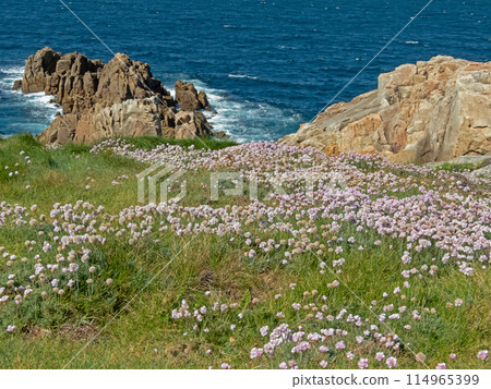 Armeria pubigera flowering plant in the family Plumbaginaceae. 114965399