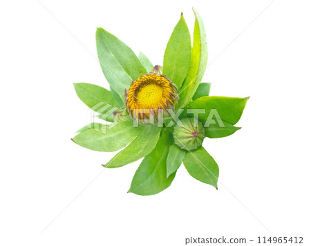 Calendula or marigold flower buds and leaves isolated on white 114965412