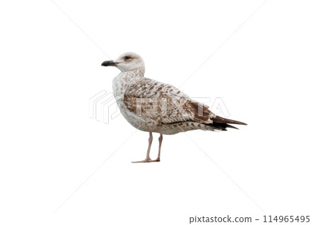 European herring gull or Larus argentatus bird isolated on white 114965495