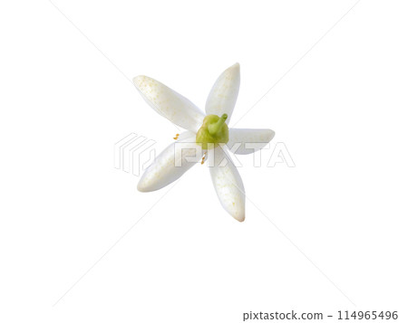 Orange tree flower back side isolated on white 114965496