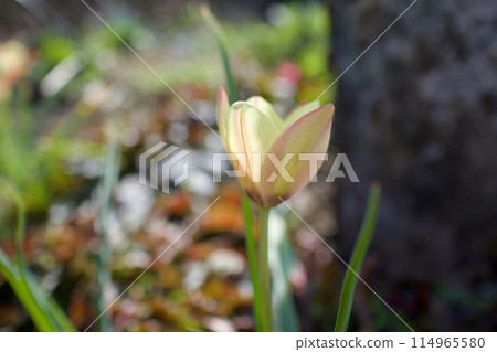 The wild tulip "Clusiana anica" is blooming. It is apple yellow with pale yellow and pale red. The wild tulip "Clusiana anica" is blooming. It is apple yellow with pale yellow and pale red. 114965580