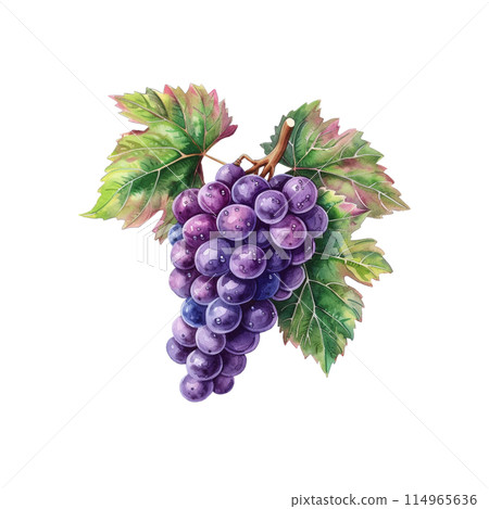 Purple grapes with green leaves on white background. Watercolor illustration. Ai generated. 114965636