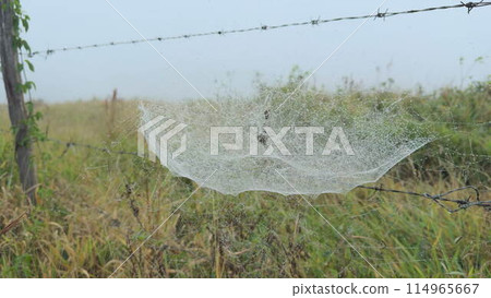 Delicate Morning Dew on a Conical Spider Web by a Fence Delicate Morning Dew on a Conical Spider Web by a Fence 114965667