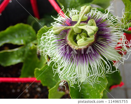 Passiflora flower (after artificial pollination) Passiflora flower (after artificial pollination) 114965755