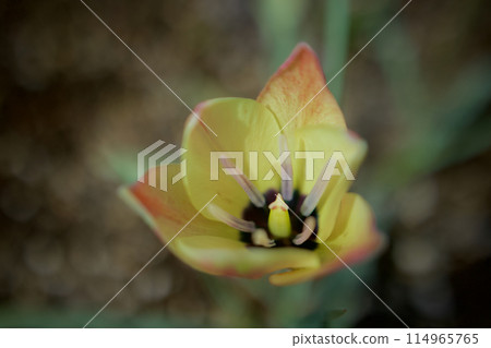 The wild tulip "Clusiana anica" is blooming. It is apple yellow with pale yellow and pale red. 114965765