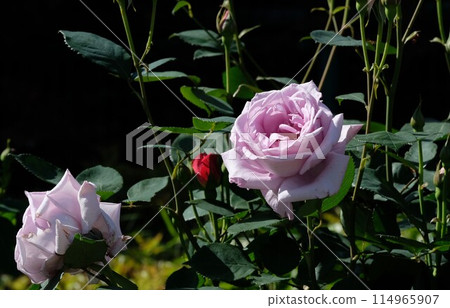 Purple Rose "Blue Moon" Purple Rose "Blue Moon" 114965907