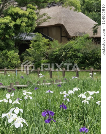 Iris flowers at Miyajidake Shrine, Fukuoka Prefecture 114965910
