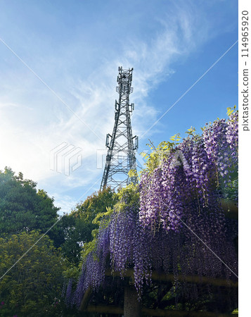 Wisteria trellis and steel tower 114965920