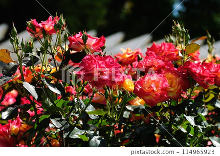 盛開的玫瑰“查爾斯頓” 114965923