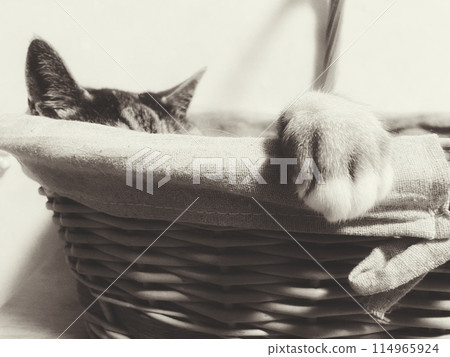 Cat in a basket Cat in a basket 114965924