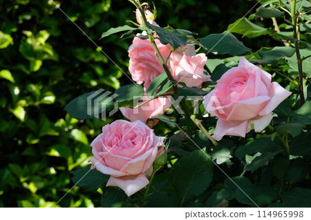 Pink rose "Hamamirai" Pink rose "Hamamirai" 114965998