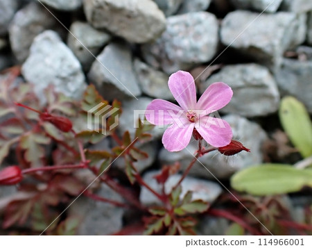 Little Geranium (Osumi Minami, Akita City, 5/23) 114966001