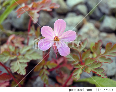 Little Geranium (Osumi Minami, Akita City, 5/22) Little Geranium (Osumi Minami, Akita City, 5/22) 114966003