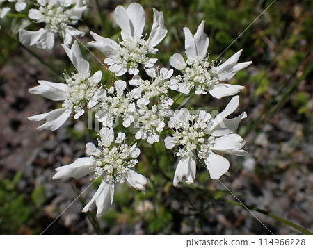 Hanakazarizeri（秋田市大隅南，5/25） 114966228