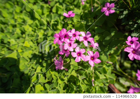 Small pink oxalis flowers blooming in late autumn 114966320