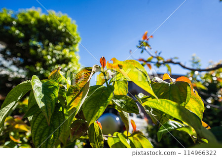 Trees in the garden starting to turn red in the autumn sky 114966322