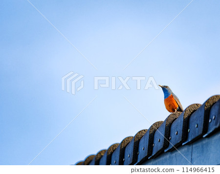 [Ikoma City, Nara Prefecture] A rock thrush gazing at the sky on a tile 114966415