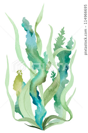 Green Watercolor seaweeds Illustration, isolated element for beach wedding design Green Watercolor seaweeds Illustration, isolated element for beach wedding design 114966695