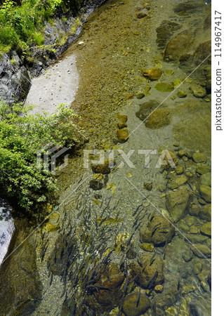 A clear stream in a valley where rainbow trout swim against the fresh greenery 114967417