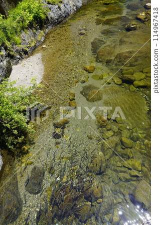 A clear stream in a valley where rainbow trout swim against the fresh greenery A clear stream in a valley where rainbow trout swim against the fresh greenery 114967418
