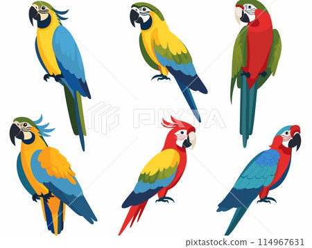 Colorful parrots vector illustration, showing different species perch. Exotic birds vibrant plumage, tropical wildlife graphics. Cartoon parrots, blue, yellow, red, green feathers, detailed beaks 114967631