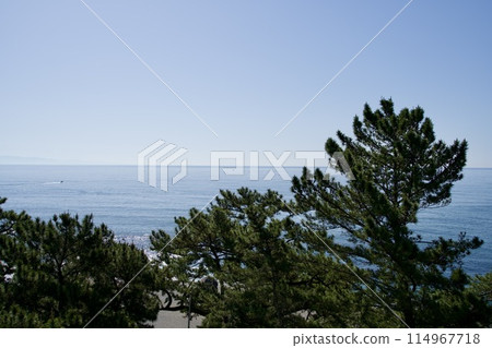 松樹和桂濱海灘背後可見太平洋 114967718