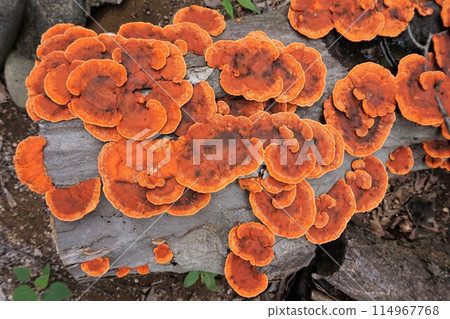 Hiirotake, Scarlet Mushroom, Mushroom Hiirotake, Scarlet Mushroom, Mushroom 114967768
