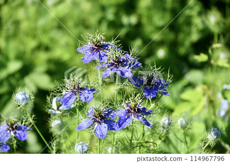 黑三葉草 114967796