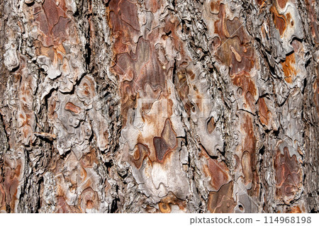 老樹皮 114968198