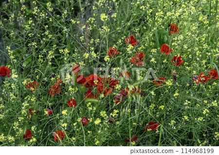 Poppy and rapeseed on grass meadow. Natural floral background 114968199