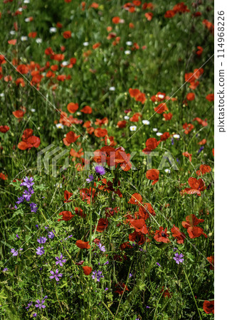 Poppies flowers in nature, summer morning Poppies flowers in nature, summer morning 114968226