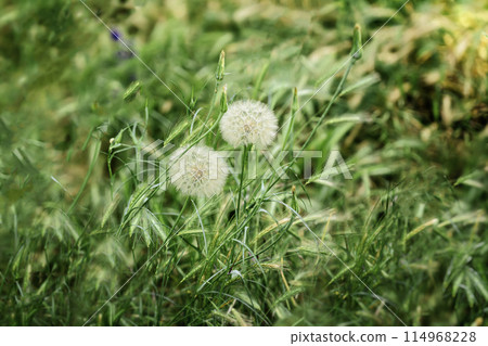 White fluffy dandelions in green grass, summer day, selective focus White fluffy dandelions in green grass, summer day, selective focus 114968228