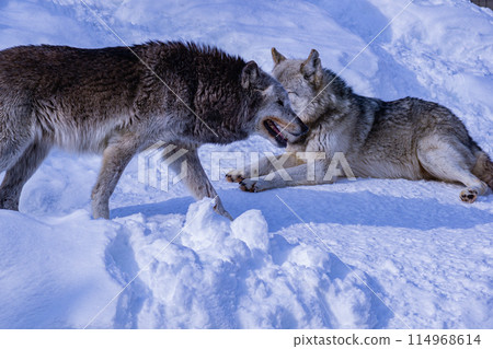 Snow wolves at the zoo Snow wolves at the zoo 114968614