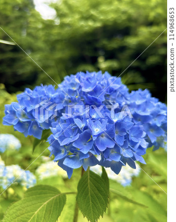 Blue Hydrangea 114968653