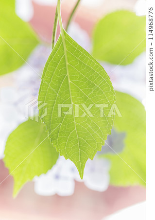 Pink Hydrangea Cute Hydrangea 114968776