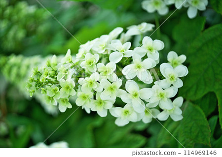 White hydrangea flowers (spring, May) White hydrangea flowers (spring, May) 114969146