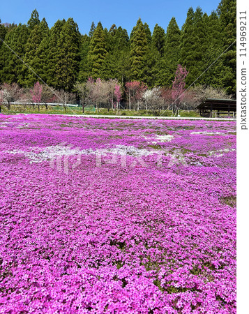 Landscape with moss sakura Landscape with moss sakura 114969211