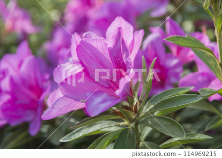 Refreshing azaleas Roadside trees Plants Azaleas Azaleas Rhododendron 114969215