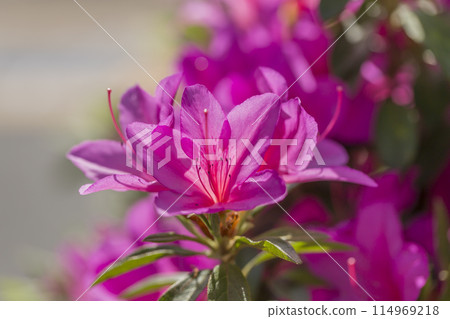 Refreshing azaleas Roadside trees Plants Azaleas Azaleas Rhododendron 114969218