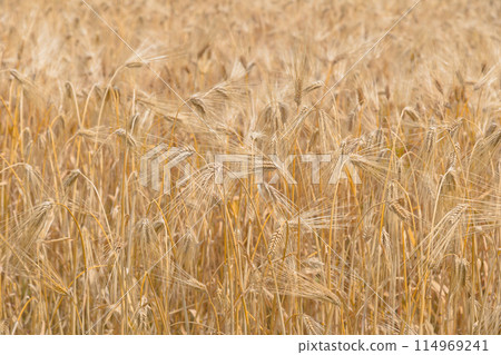 金色的麥田 114969241