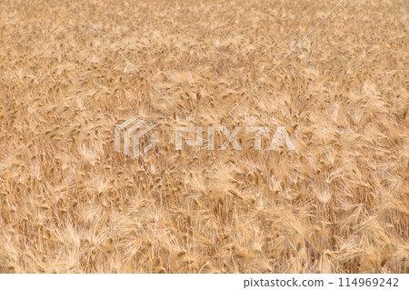 金色的麥田 114969242