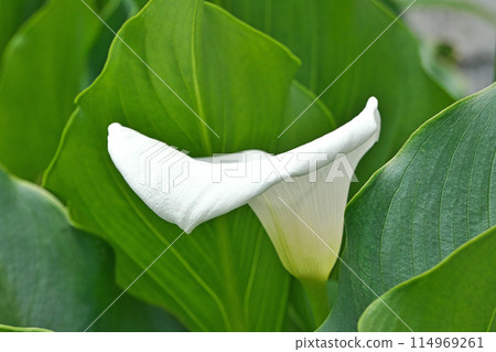 白色花朵（春季、五月） 114969261