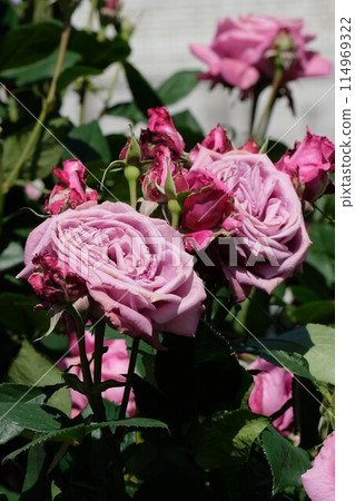 Rose in full bloom "Blue Perfume" 114969322