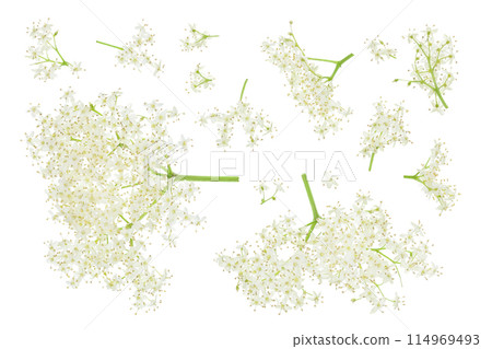 Elderberry flower or Sambucus nigra isolated on a white background. 114969493