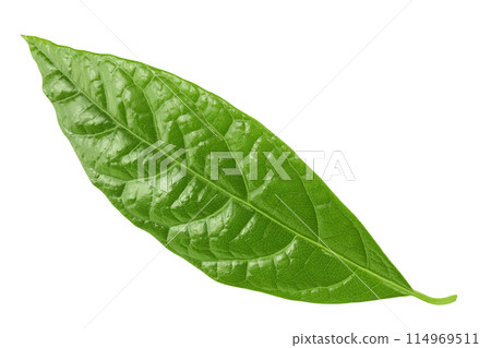 Leaf of avocado isolated on white background. Top view. Flat lay Leaf of avocado isolated on white background. Top view. Flat lay 114969511