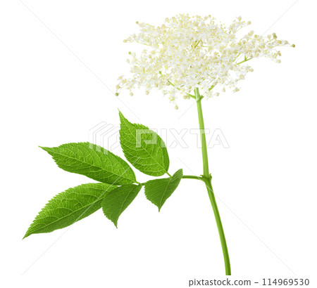 Elderberry flower or Sambucus nigra isolated on a white background. Elderberry flower or Sambucus nigra isolated on a white background. 114969530