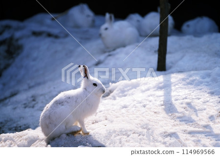 Siberian hare (Maruyama Zoo, Sapporo) Siberian hare (Maruyama Zoo, Sapporo) 114969566