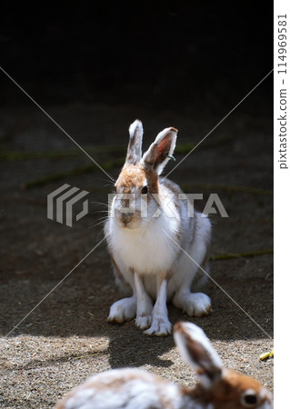 Siberian hare (Maruyama Zoo, Sapporo) Siberian hare (Maruyama Zoo, Sapporo) 114969581