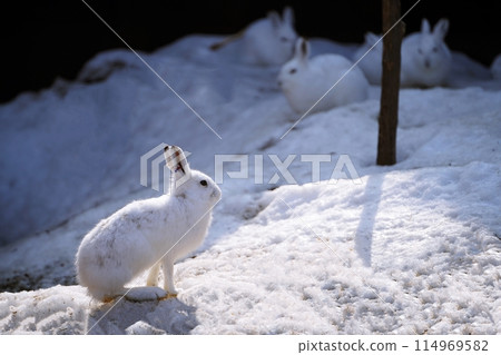蝦夷雪兔(札幌市圓山動物園) 蝦夷雪兔(札幌市圓山動物園) 114969582